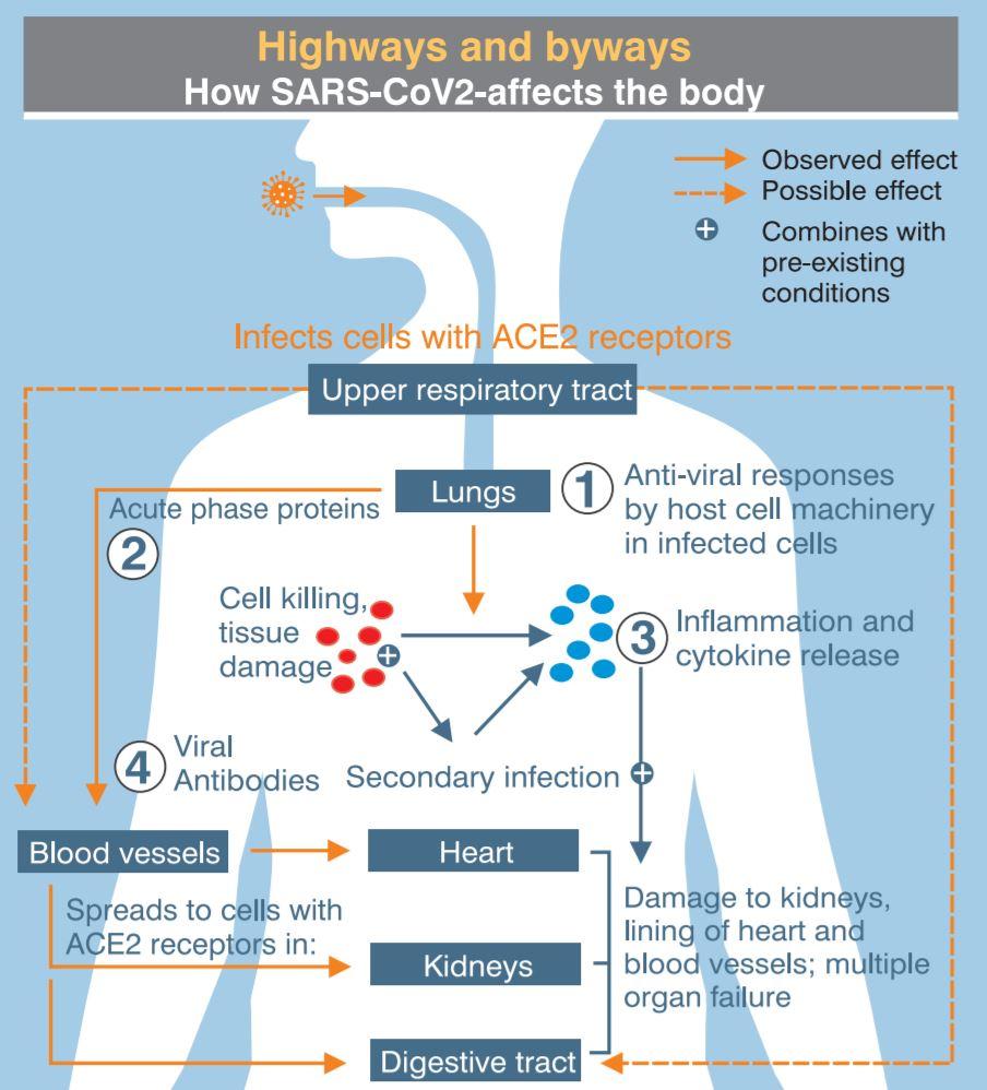 Highways-and-Byways-in-CoronavirusInfection