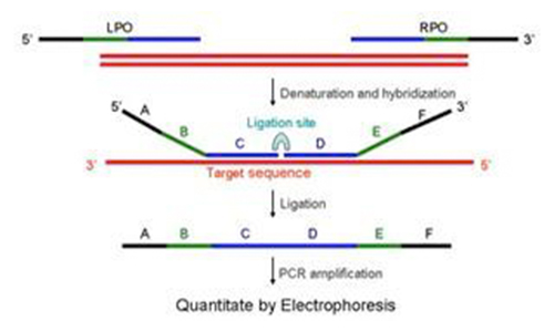 LPO